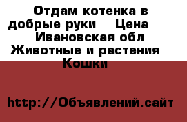 Отдам котенка в добрые руки  › Цена ­ 1 - Ивановская обл. Животные и растения » Кошки   